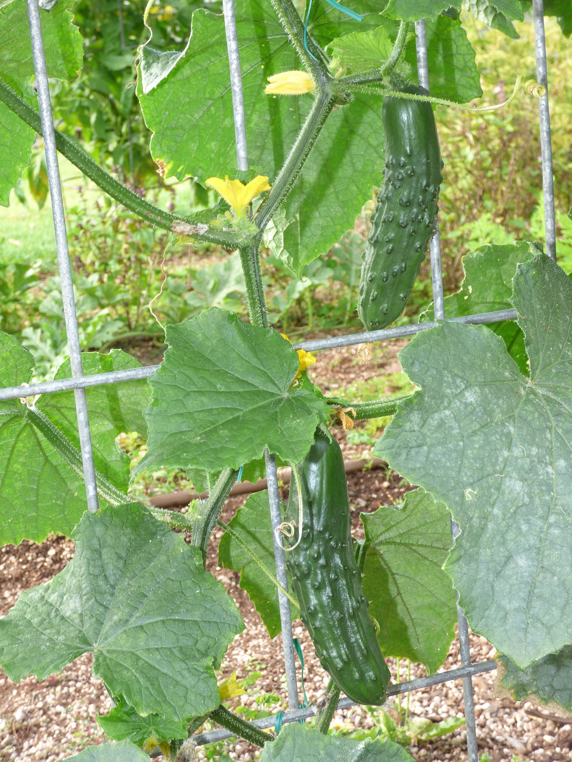 Marketmore Cucumber Seeds