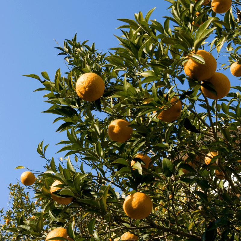 Orange sweet Seeds