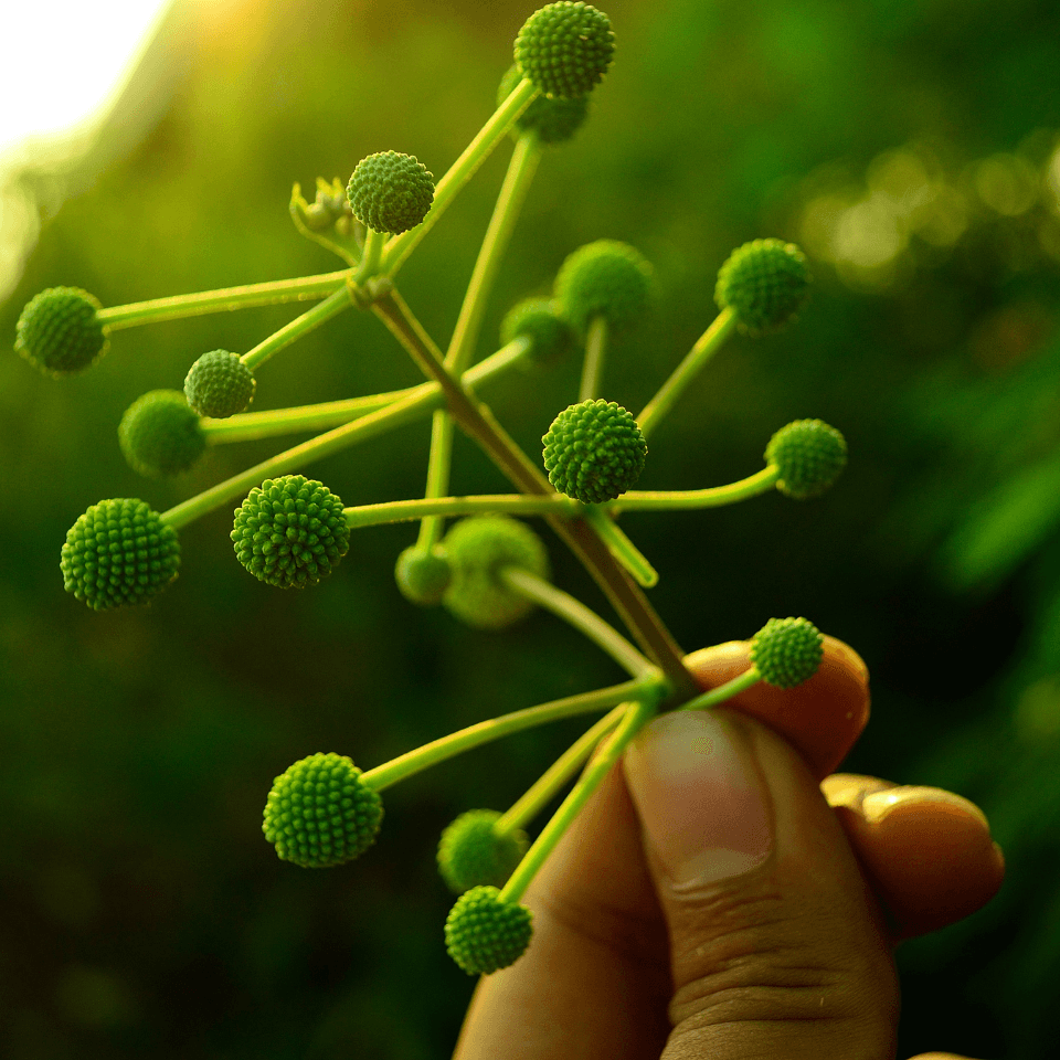 Leucaena Leucocephala, Subabool Seeds