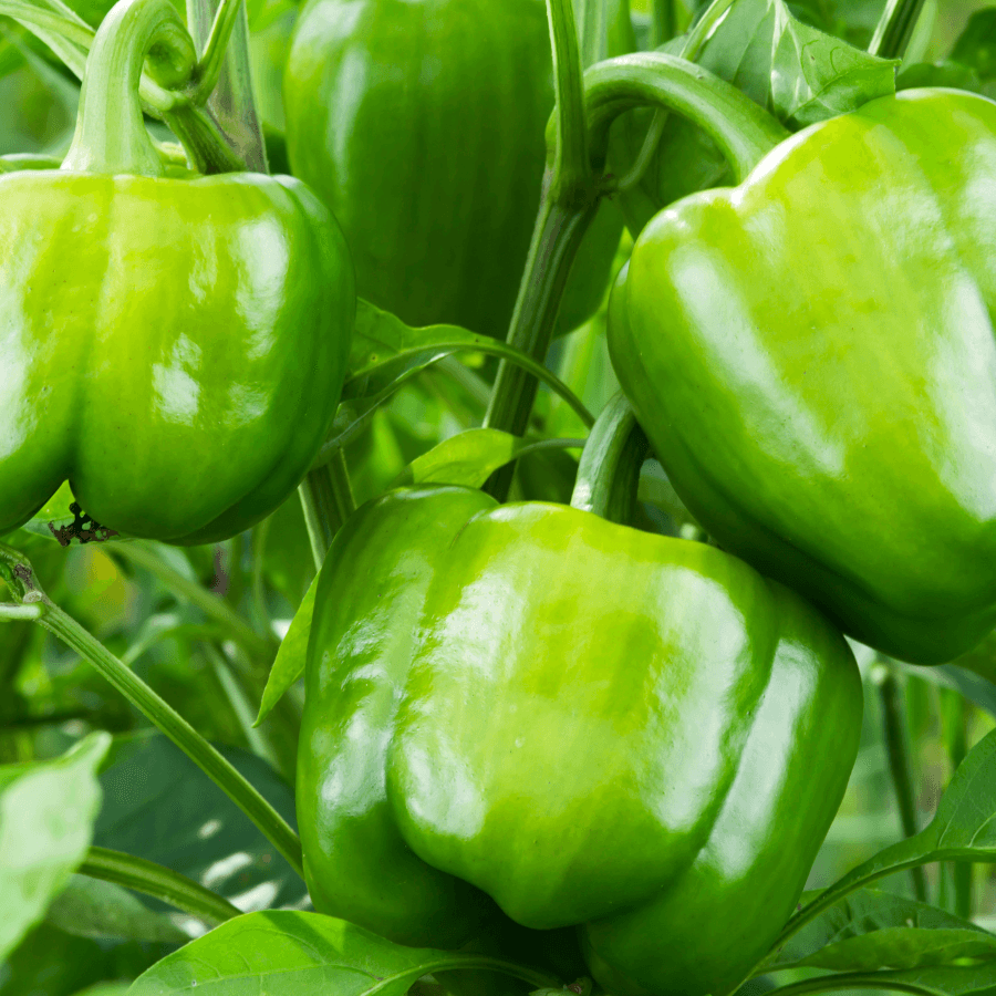 Sweet green pepper Seeds