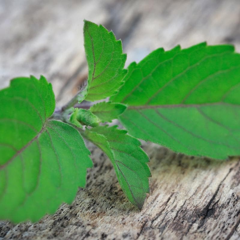 Holy basil, Rama Tulsi Seeds — product photo 9