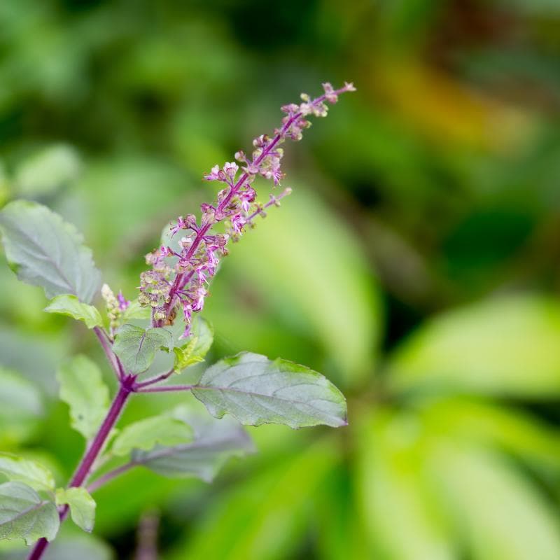 Holy basil, Rama Tulsi Seeds