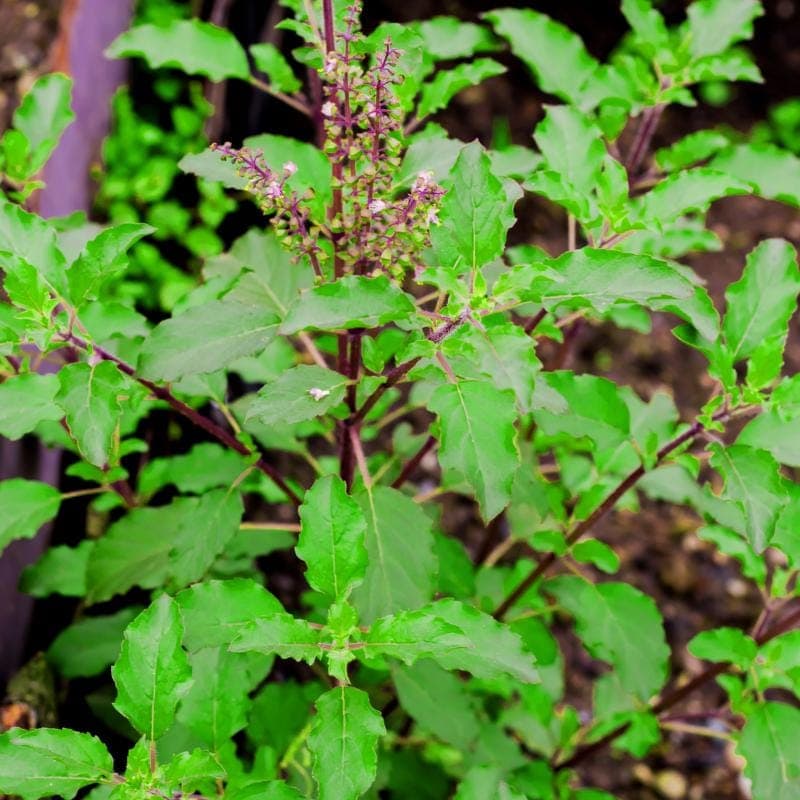 Holy basil, Rama Tulsi Seeds — product photo 8