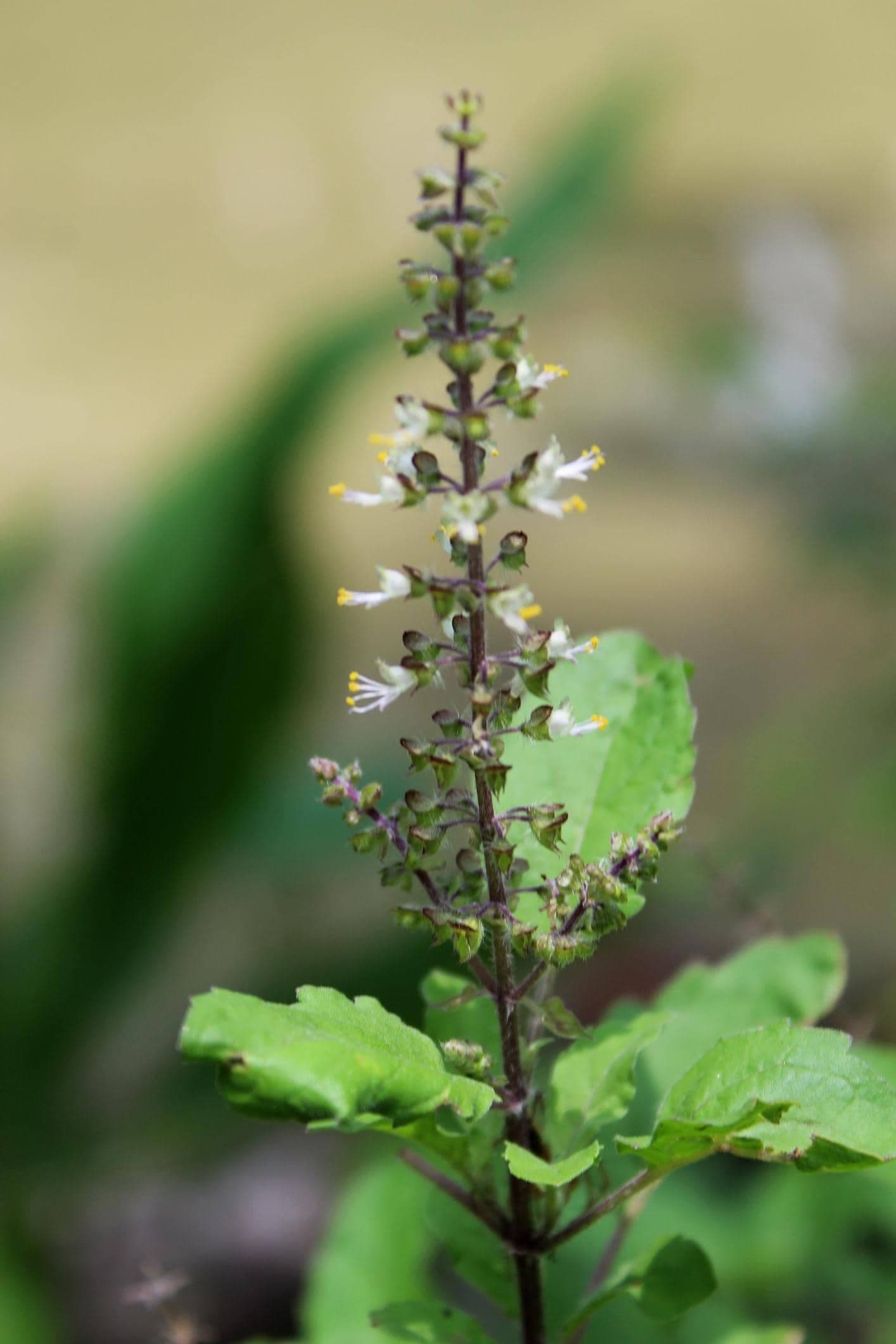 Holy basil, Rama Tulsi Seeds — product photo 11