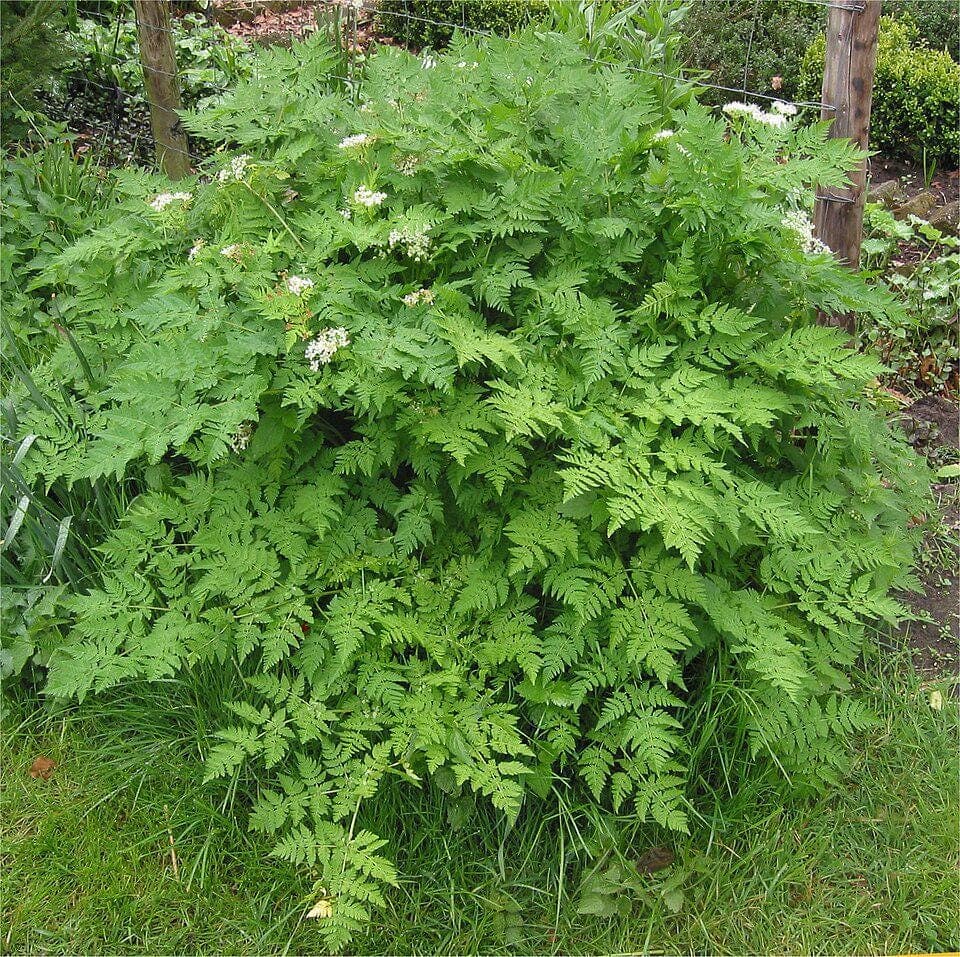 Chervil Seeds