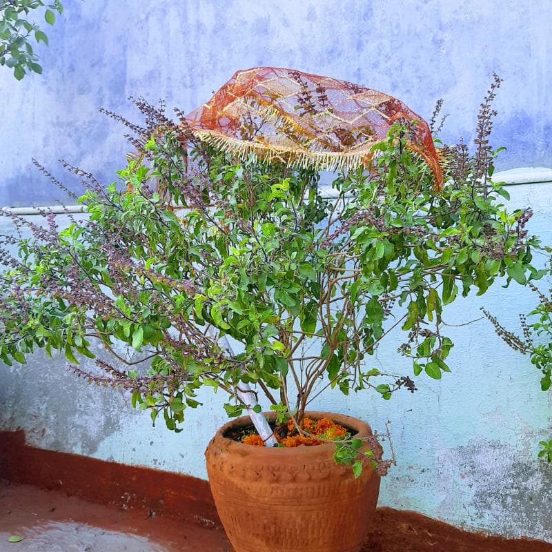 Holy basil, Rama Tulsi Seeds — product photo 5