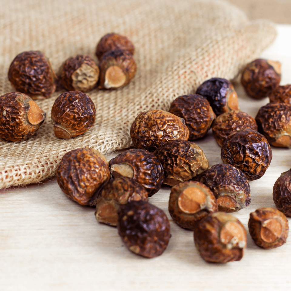 Soap Nut Seeds