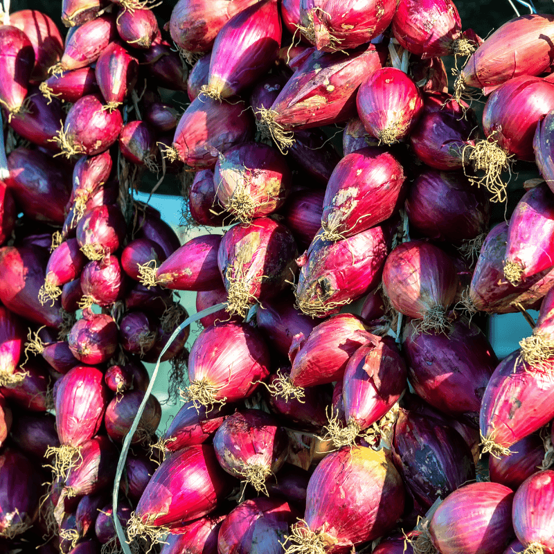 Onion Pusa red Seeds