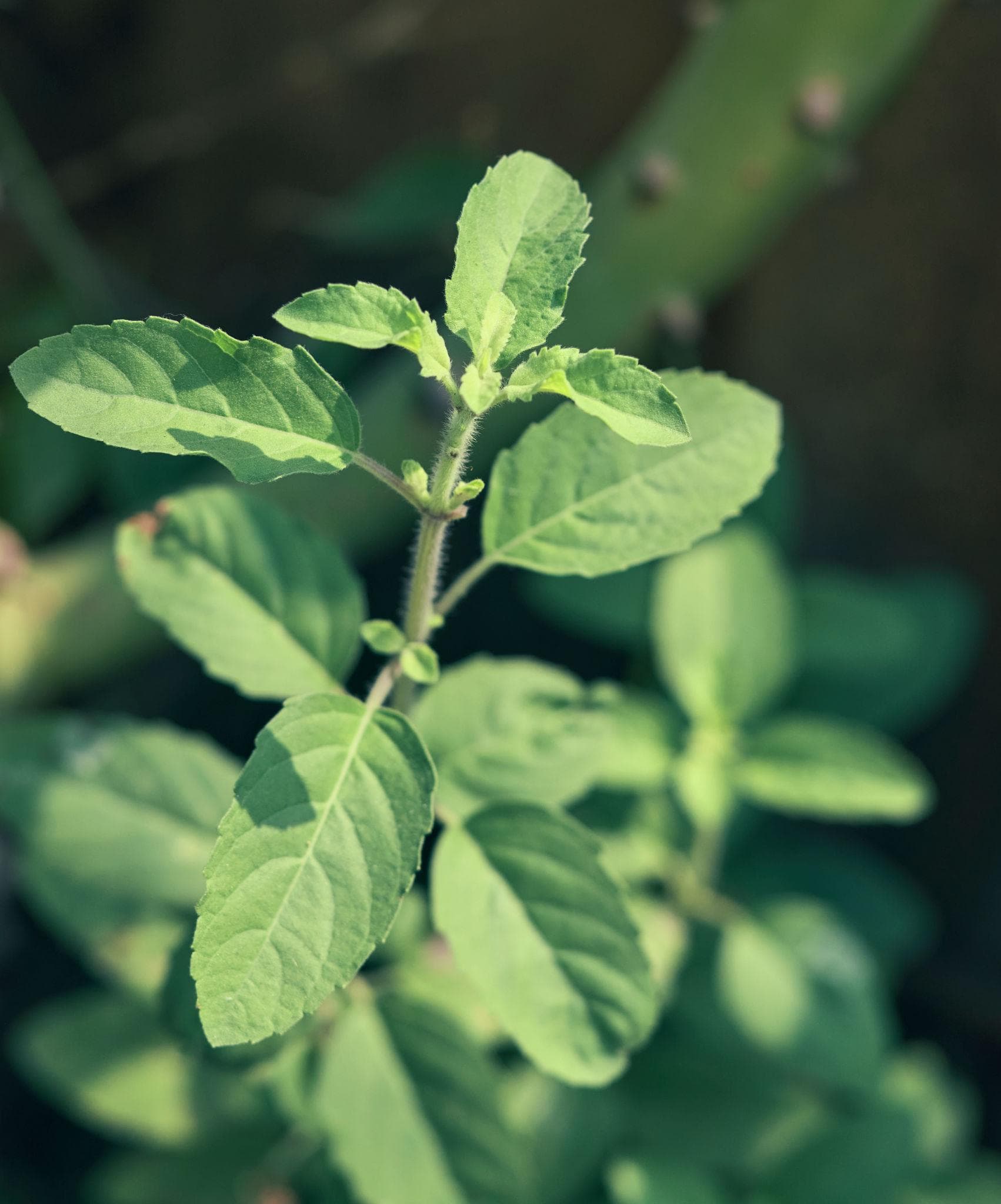 Holy basil, Rama Tulsi Seeds — product photo 16