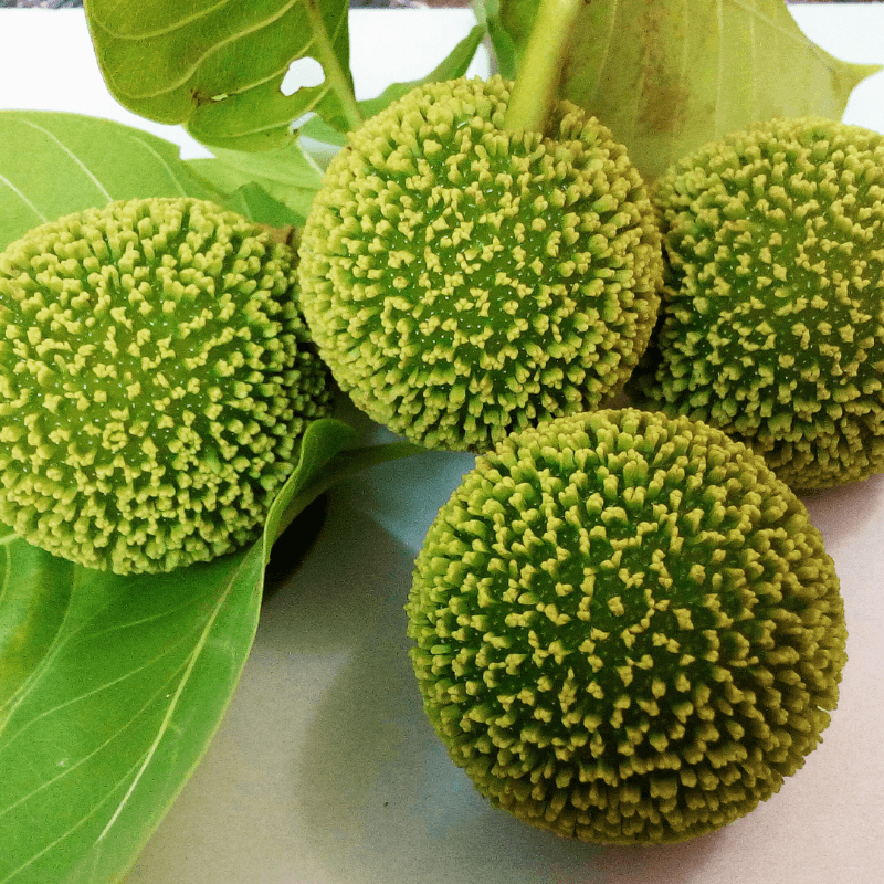 Kadamba, Anthocephalus cadamba Seeds