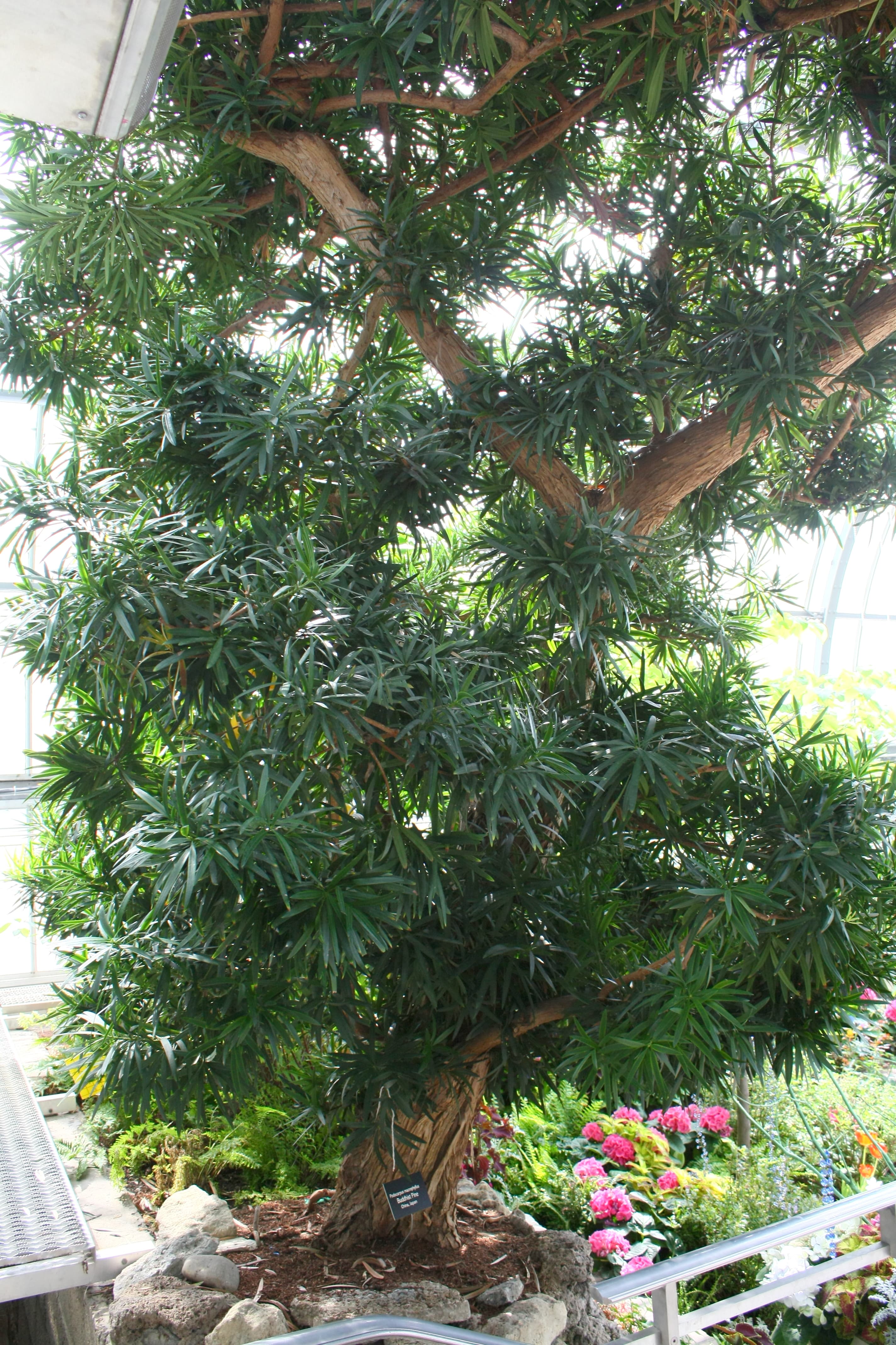 Podocarpus macrophyllus Buddhist Pine Seeds