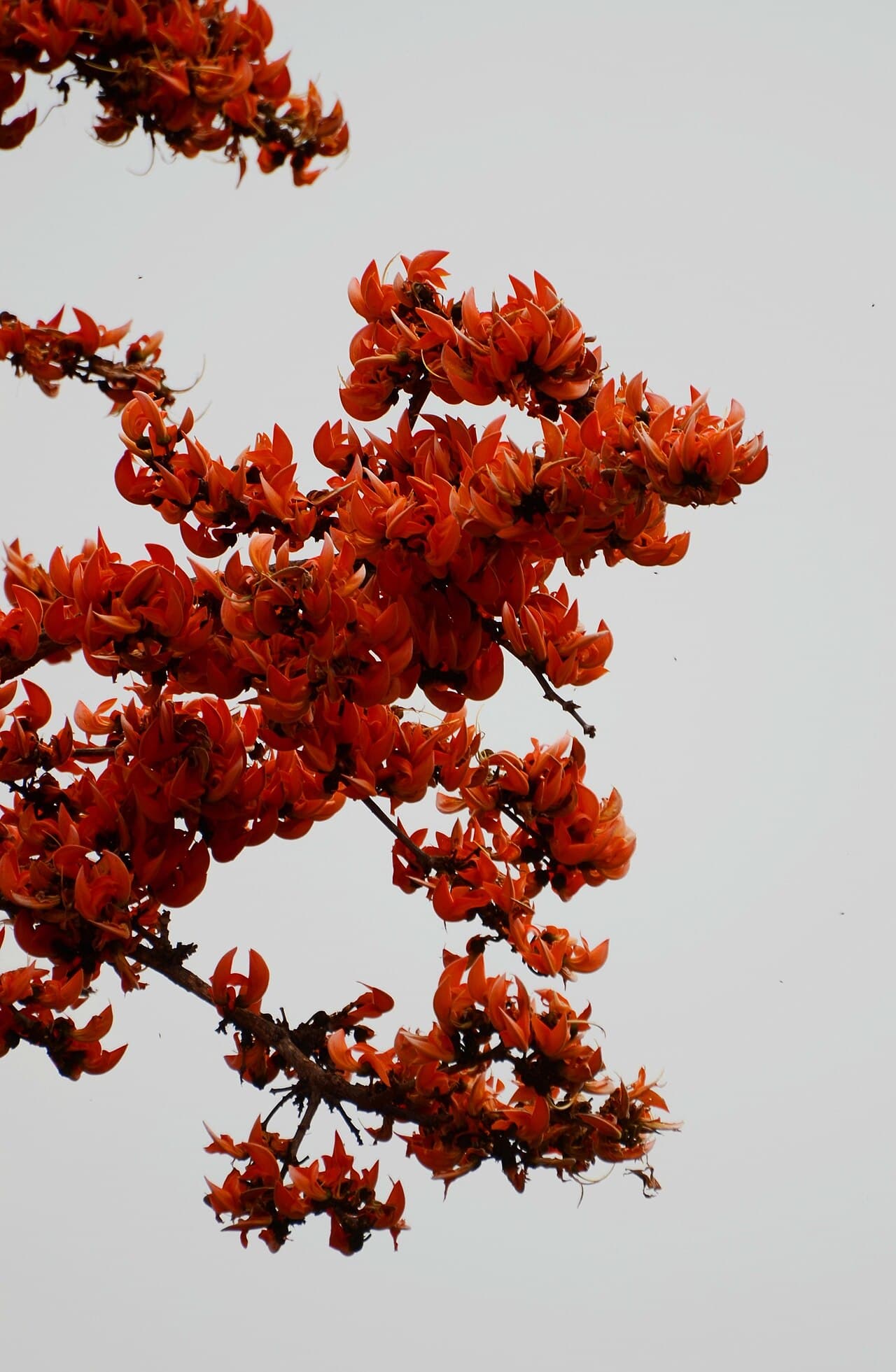 Butea monosperma Flame of the Forest Seeds