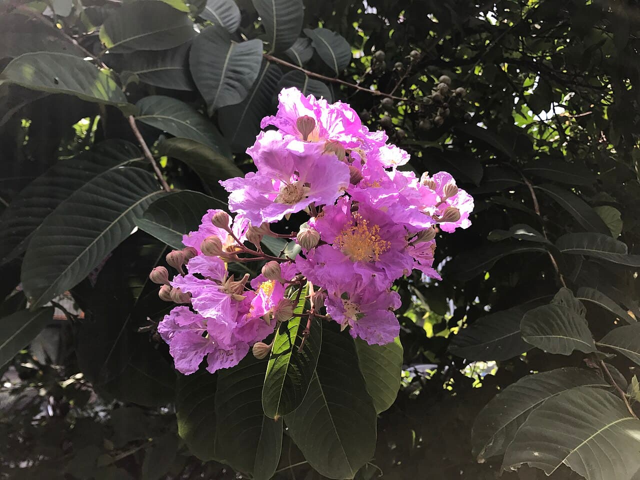 Lagerstroemia speciosa Queen's Crape Myrtle Seeds