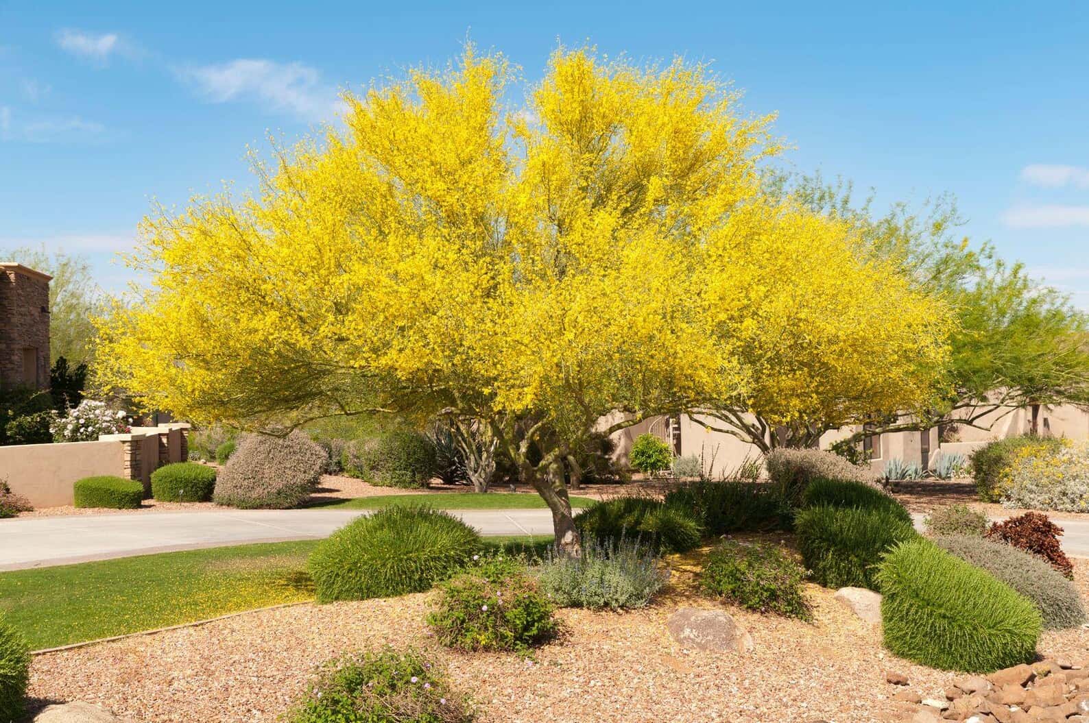 Parkinsonia aculeata Jerusalem Thorn Seeds
