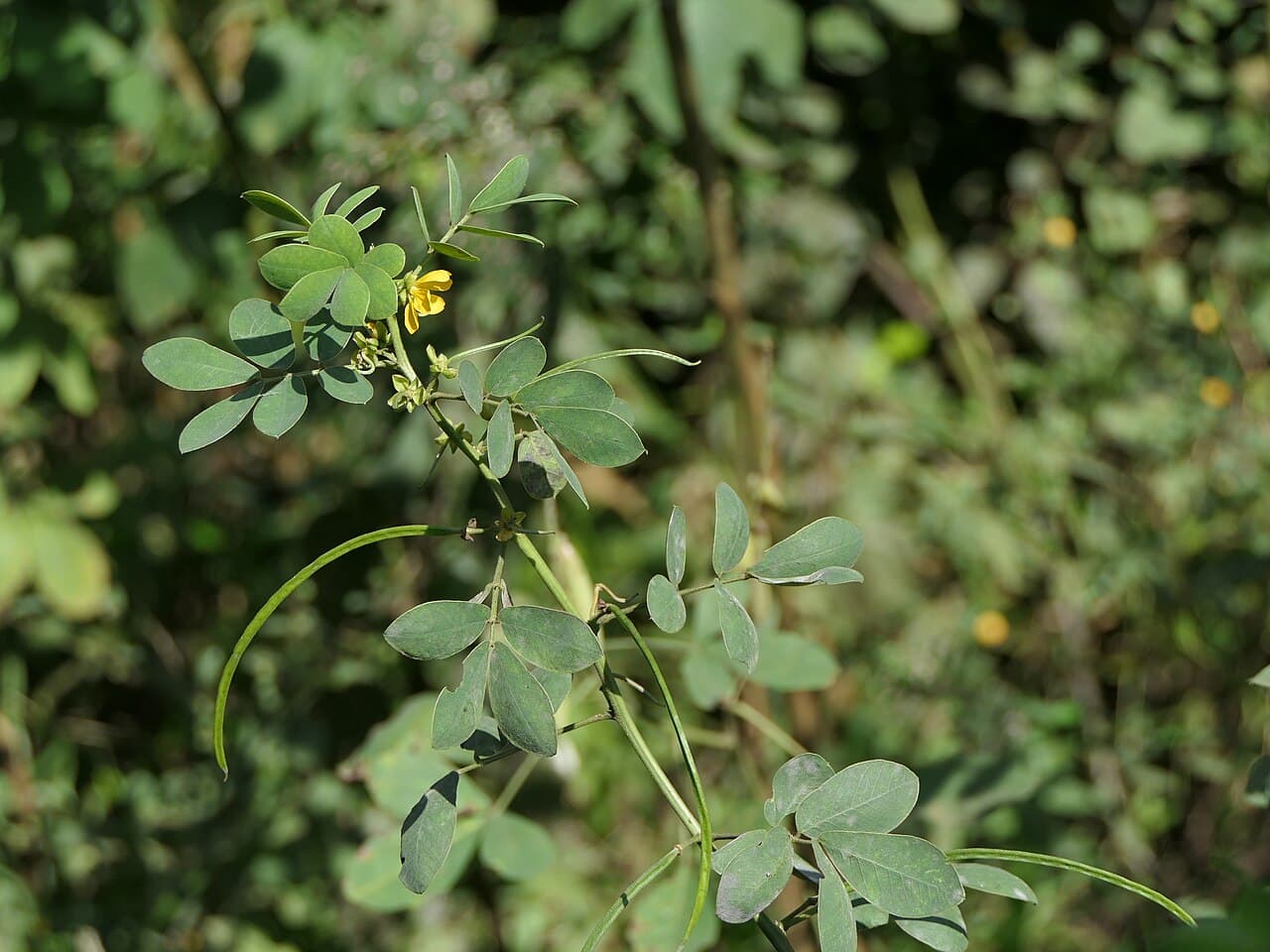 Senna tora Sickle Senna Seeds