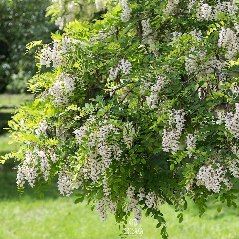 Robinia pseudoacacia Black Locust Seeds