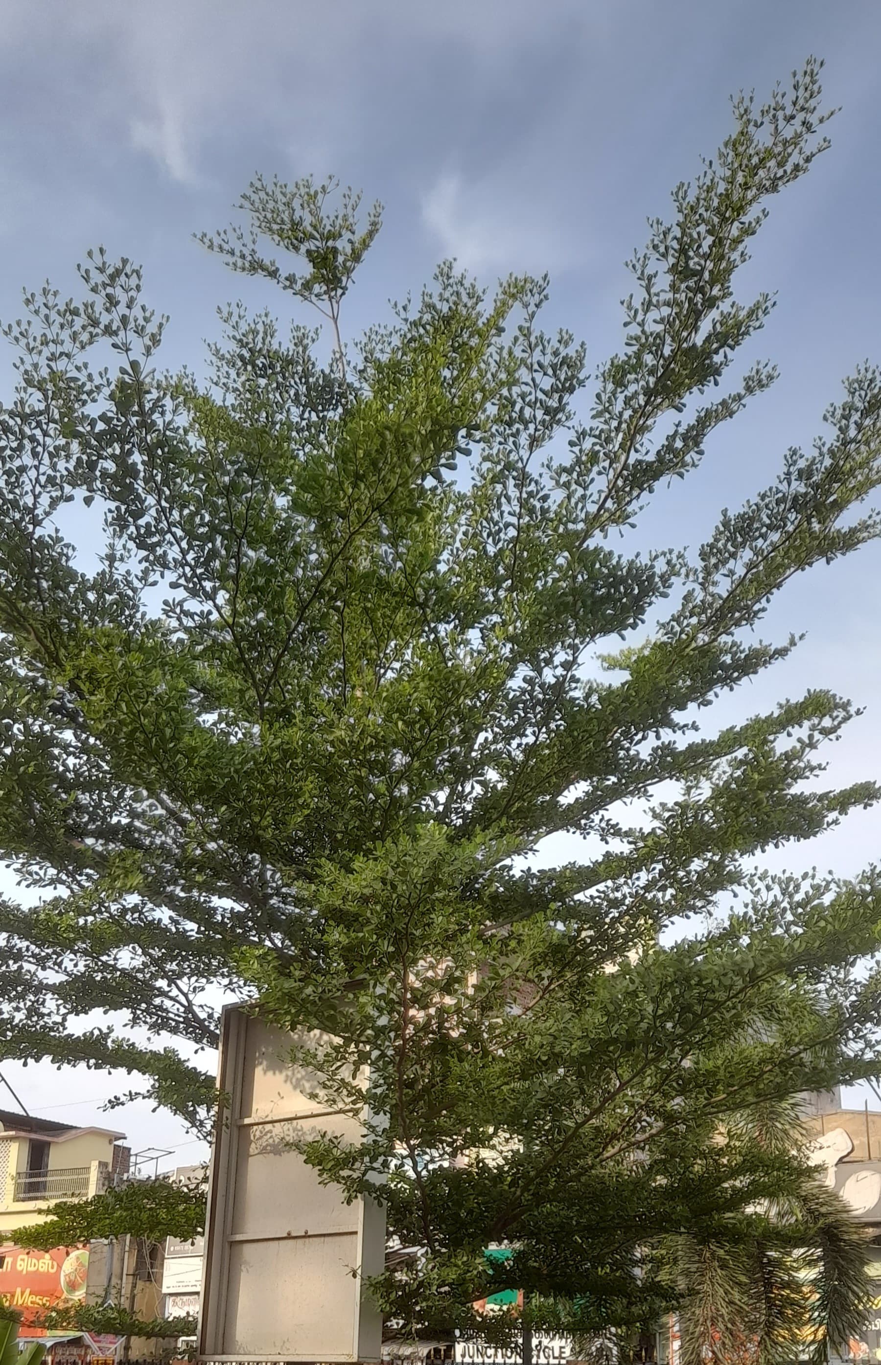 Terminalia mantaly Madagascar Almond Seeds