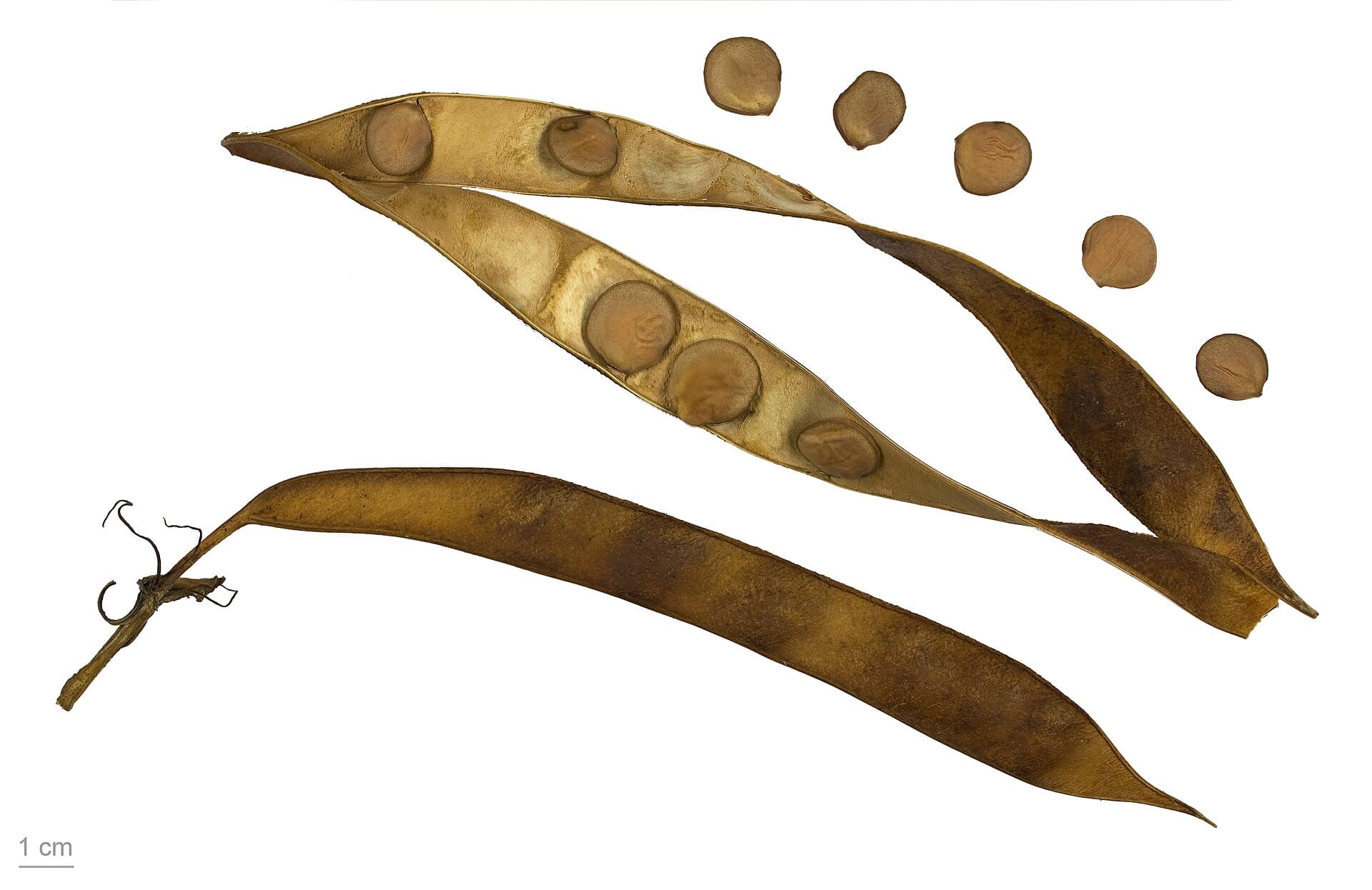 Bauhinia variegata Orchid Tree Seeds