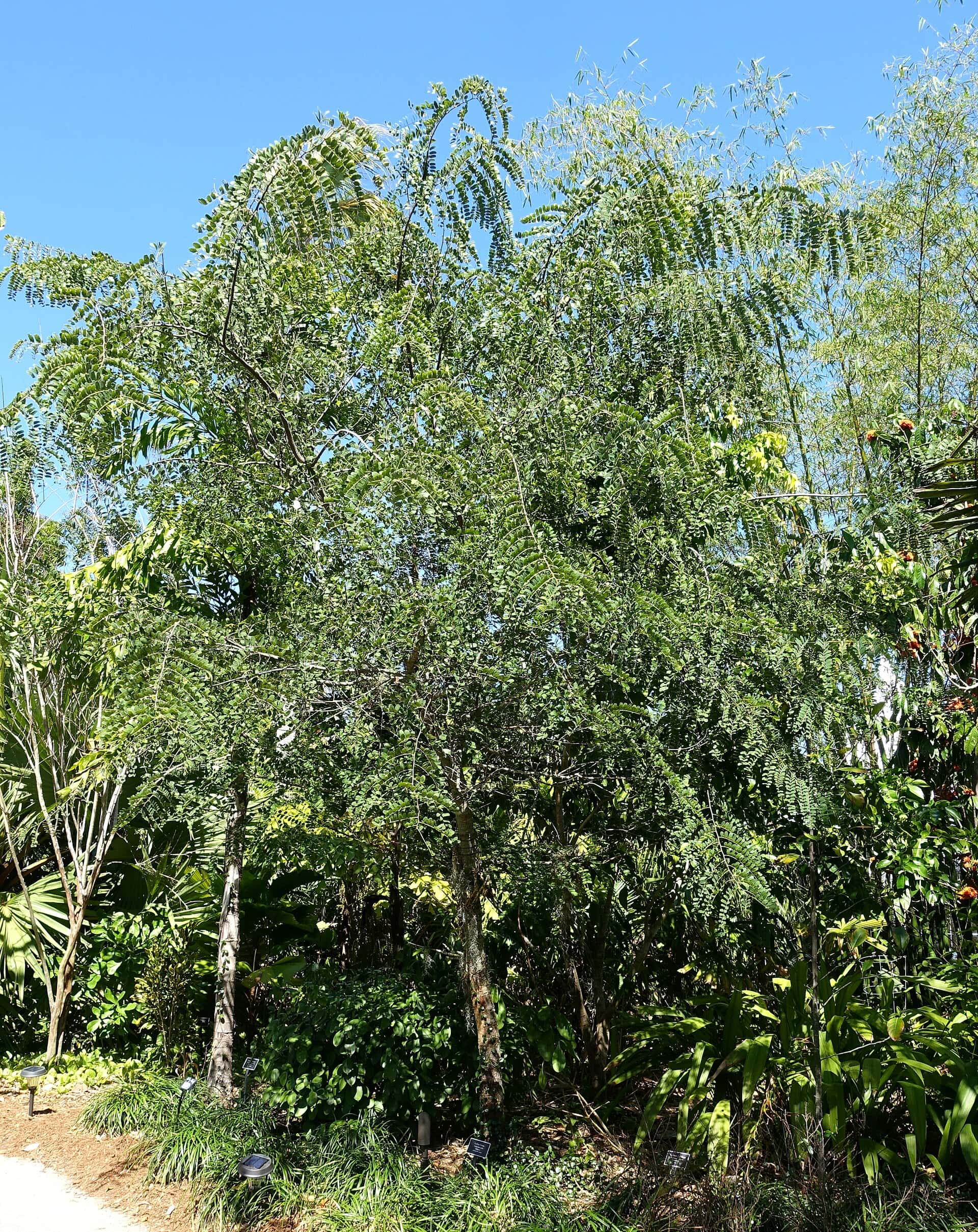 Cassia roxburghii Red Cassia Seeds