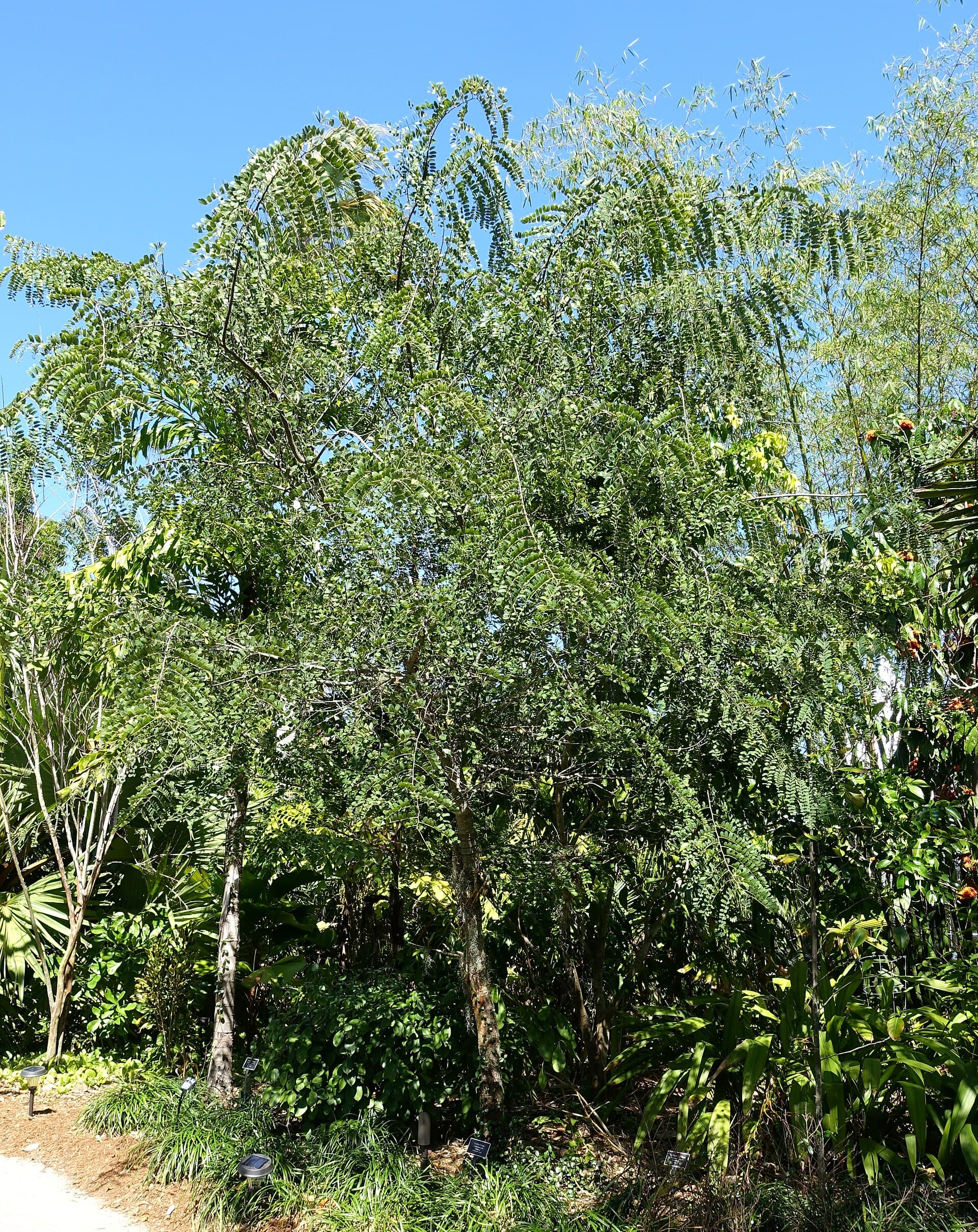 Cassia roxburghii Red Cassia Seeds