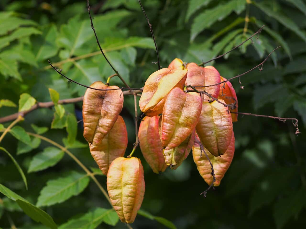 Koelreuteria paniculata Golden Rain Tree Seeds