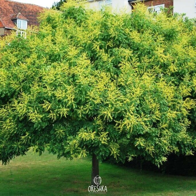 Koelreuteria paniculata Golden Rain Tree Seeds