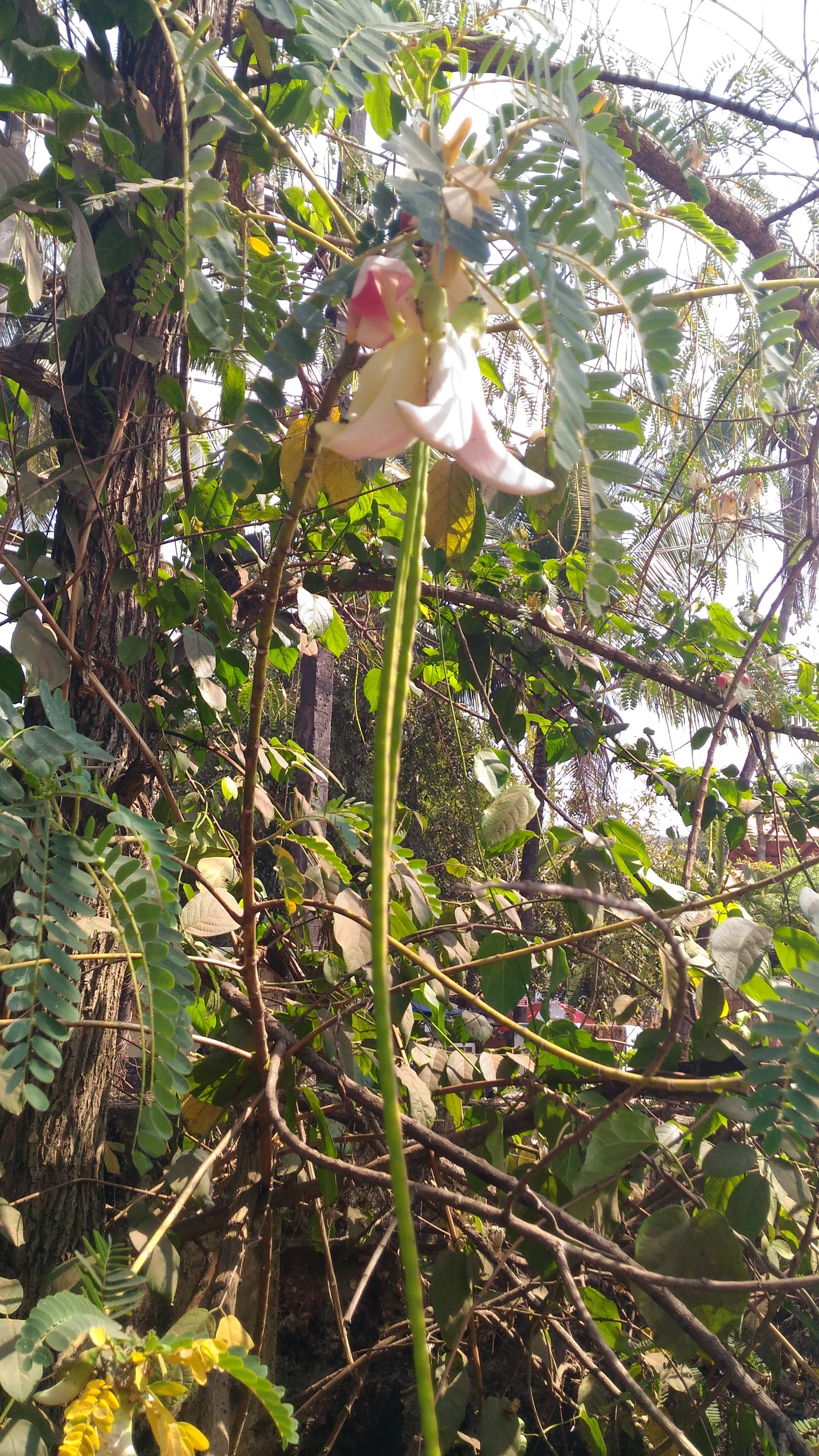 Sesbania grandiflora Agati Seeds