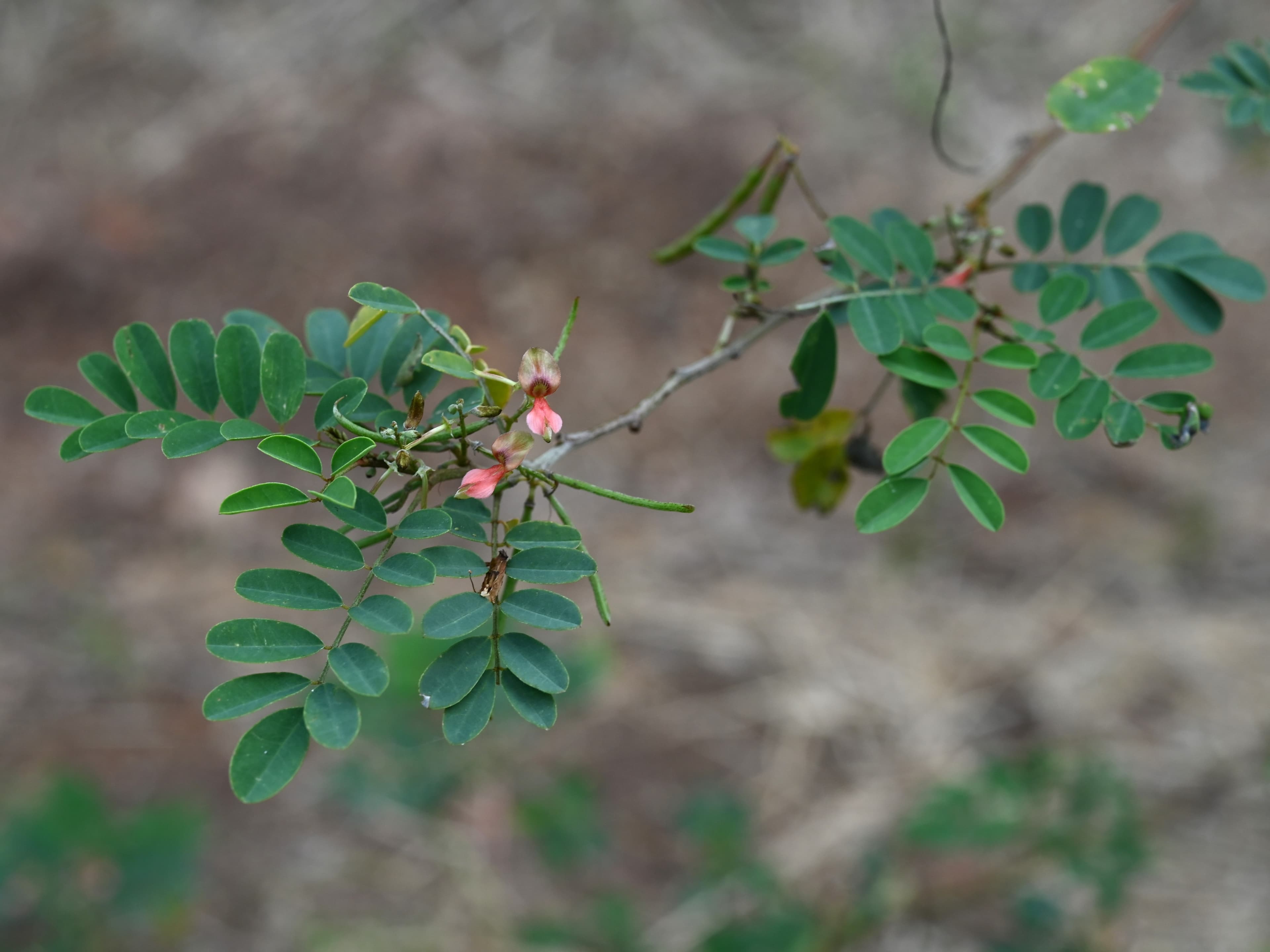 Indigofera tinctoria True Indigo Seeds