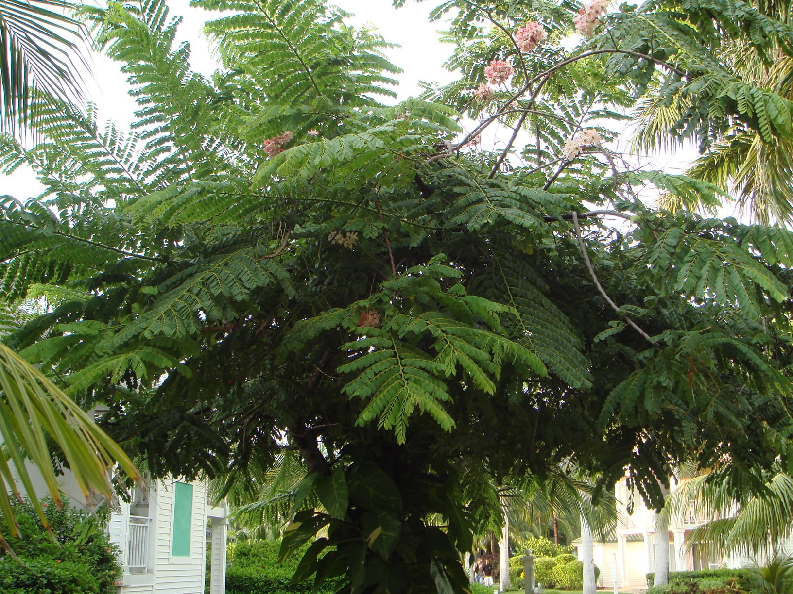Cassia nodosa Pink Shower Tree Seeds