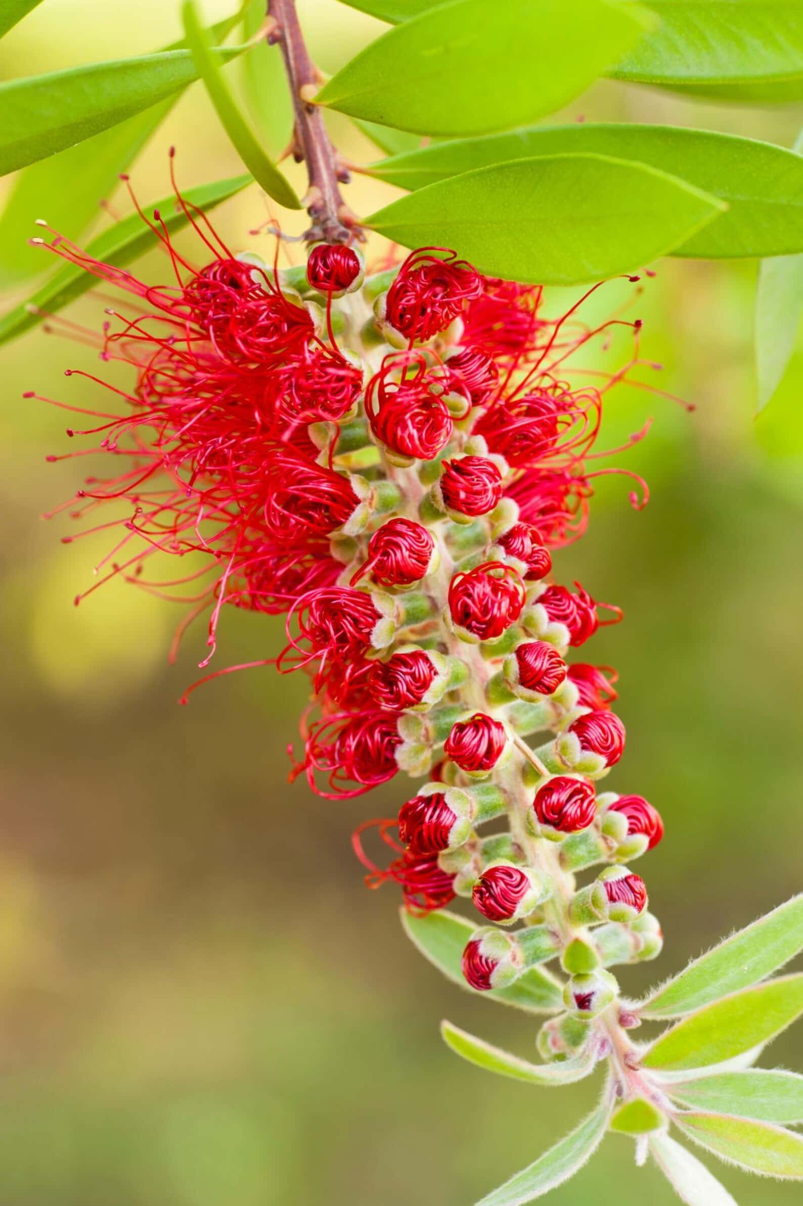 Melaleuca viminalis Weeping Bottlebrush Seeds