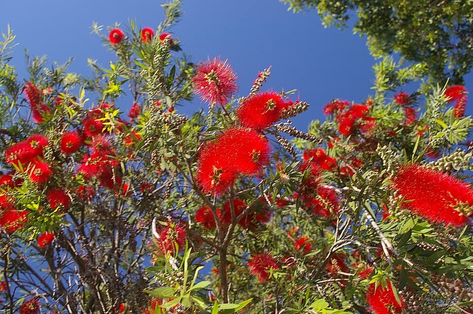 Melaleuca viminalis Weeping Bottlebrush Seeds