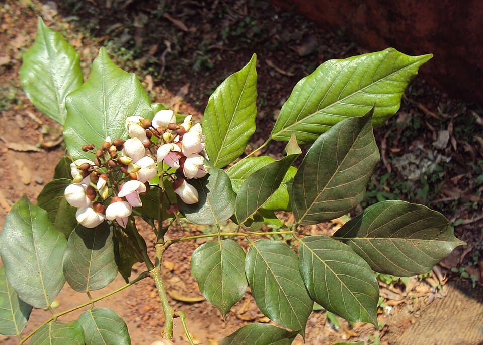 Pongamia pinnata Seeds