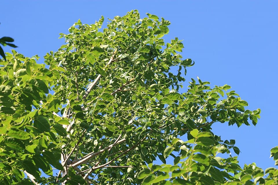 Swietenia macrophylla Big-Leaf Mahogany Seeds