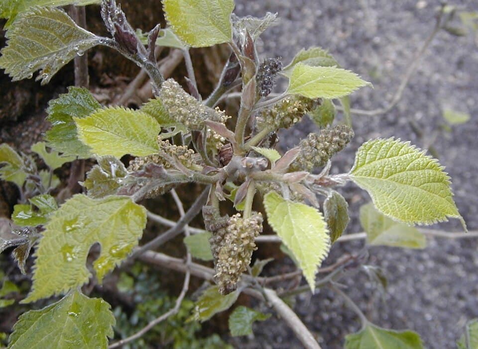Broussonetia papyrifera Paper Mulberry Seeds