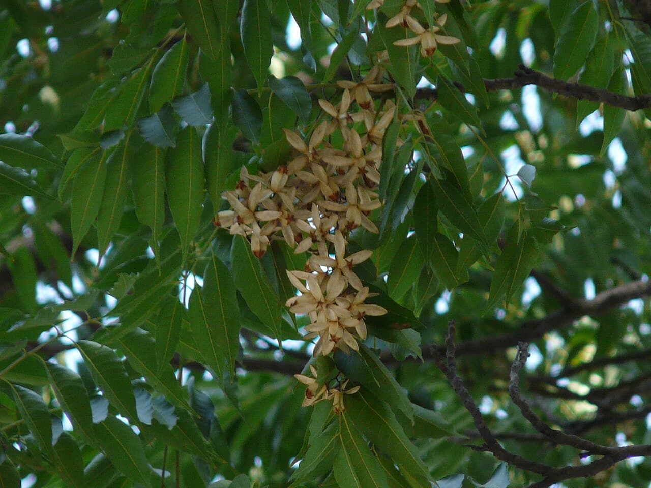 Chukrasia tabularis Chittagong Wood Seeds