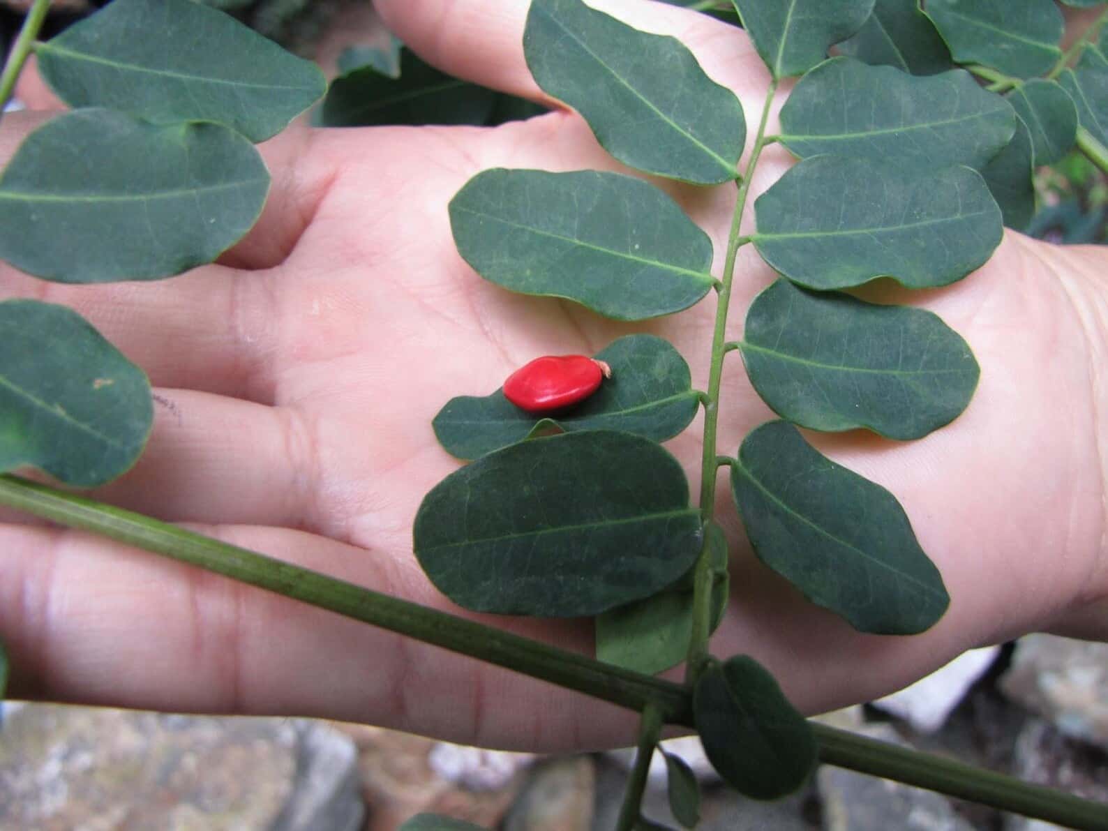 Adenanthera microsperma Red Sandalwood Seeds