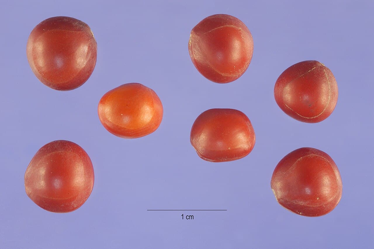 Adenanthera pavonina Red Bead Tree Seeds