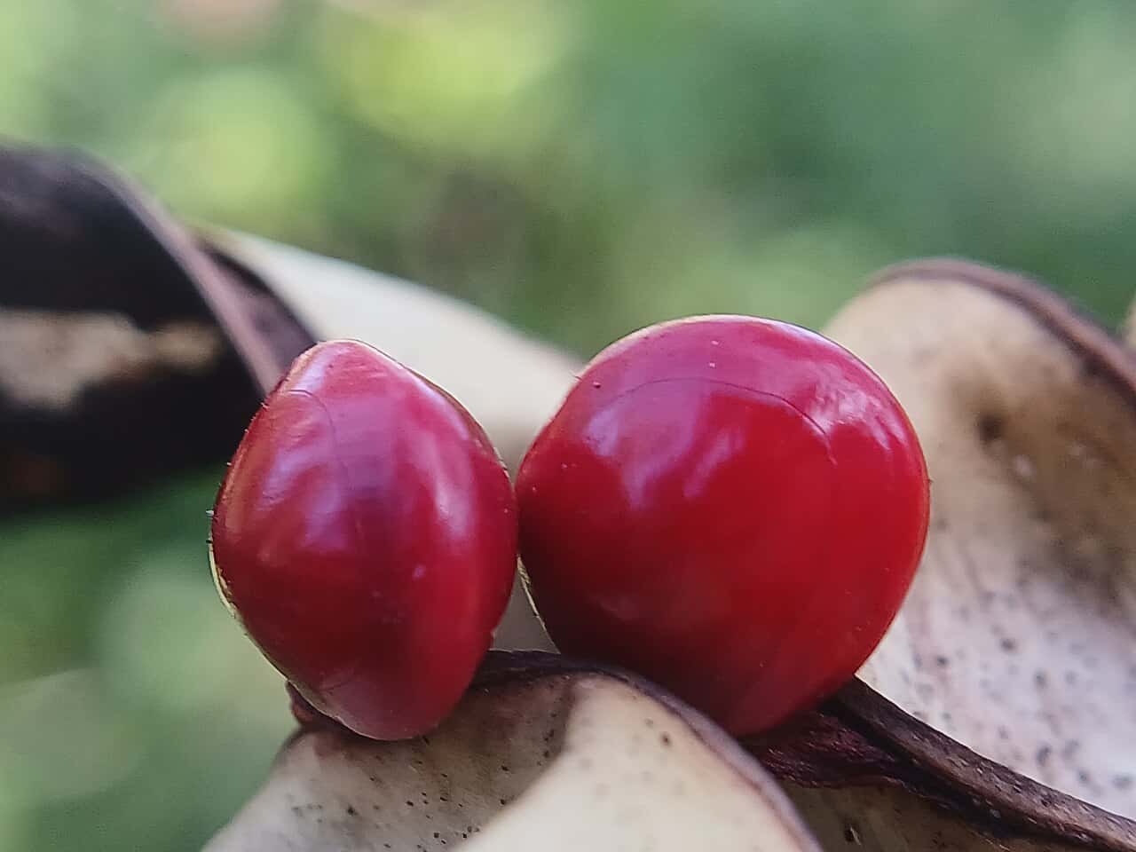 Adenanthera pavonina Red Bead Tree Seeds