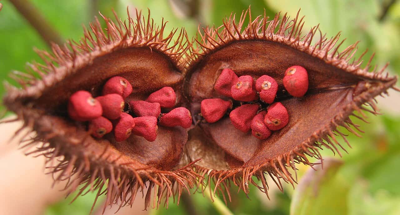 Bixa orellana Annatto Seeds