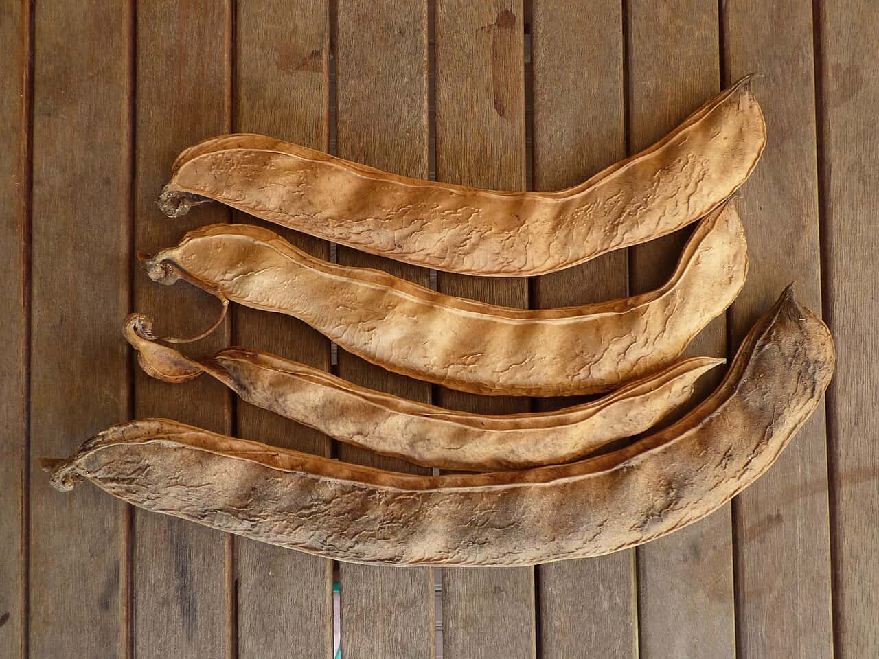Canavalia gladiata Sword Bean Seeds
