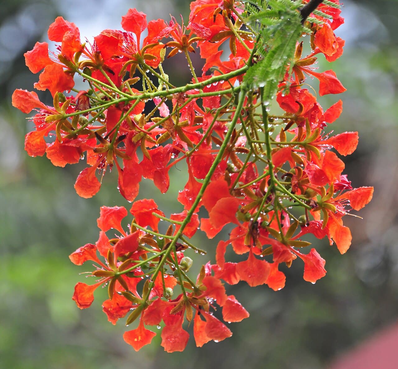 Delonix regia Royal Poinciana Seeds