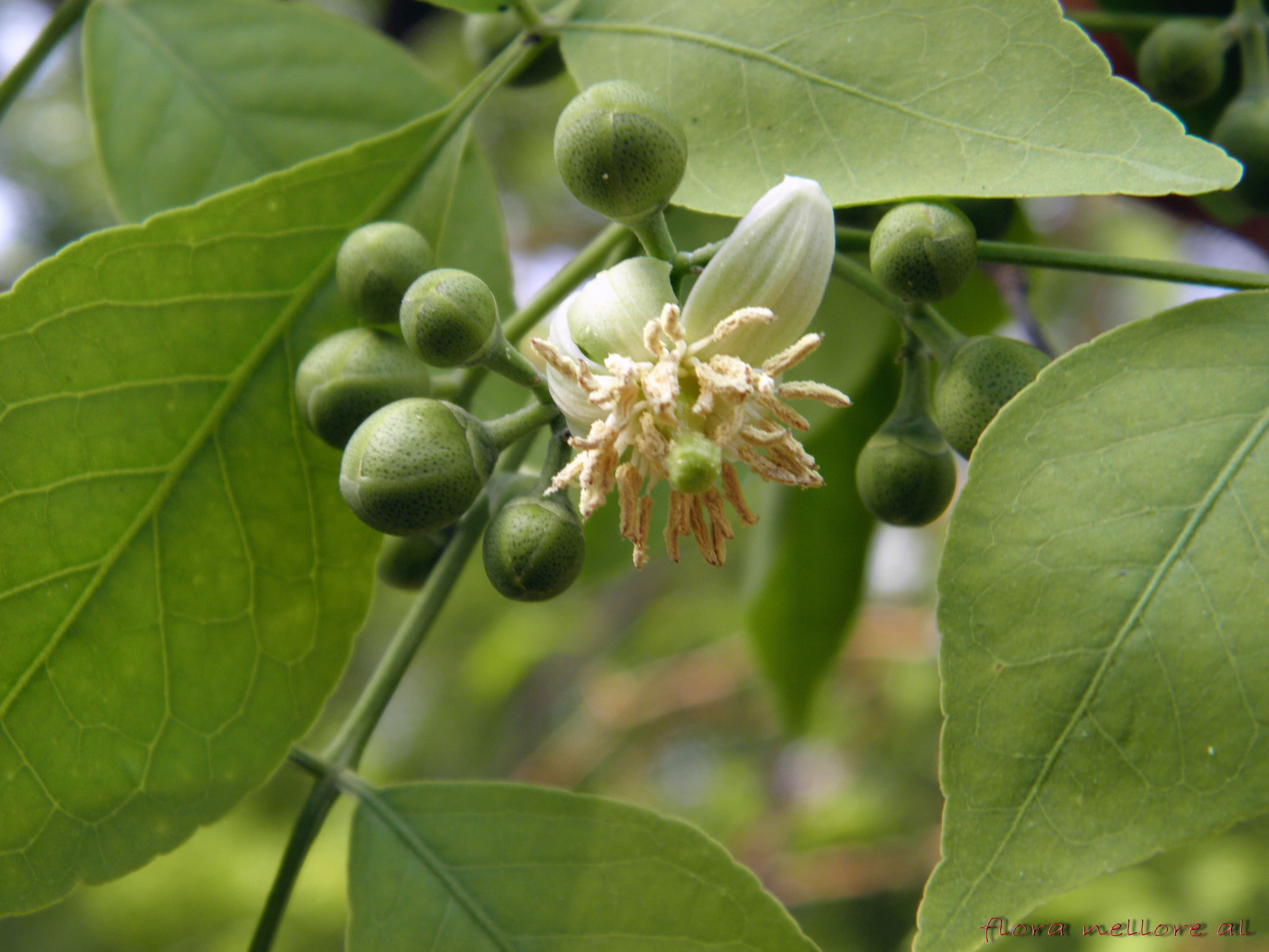 Aegle marmelos Seeds