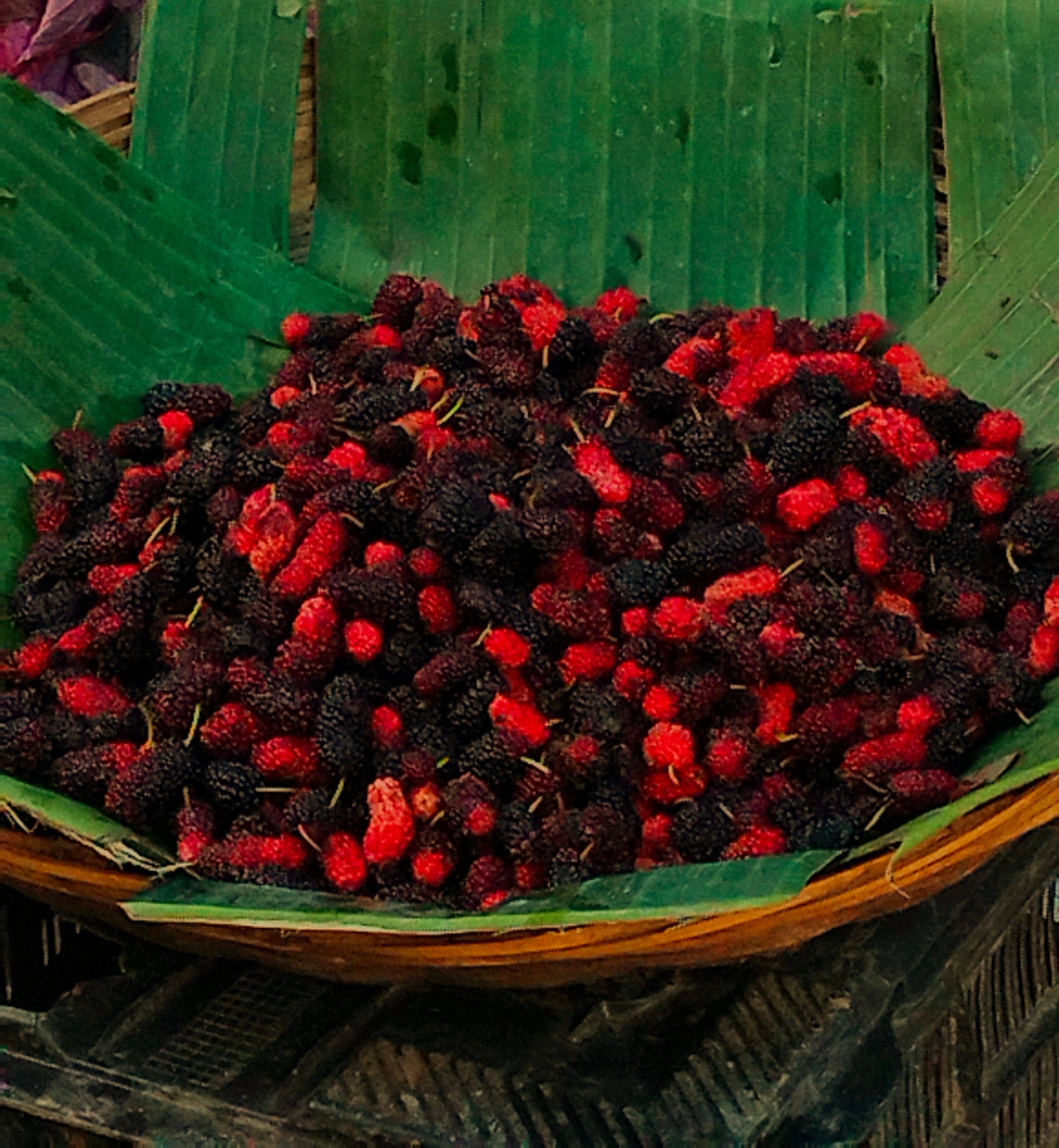 Morus alba White Mulberry Seeds