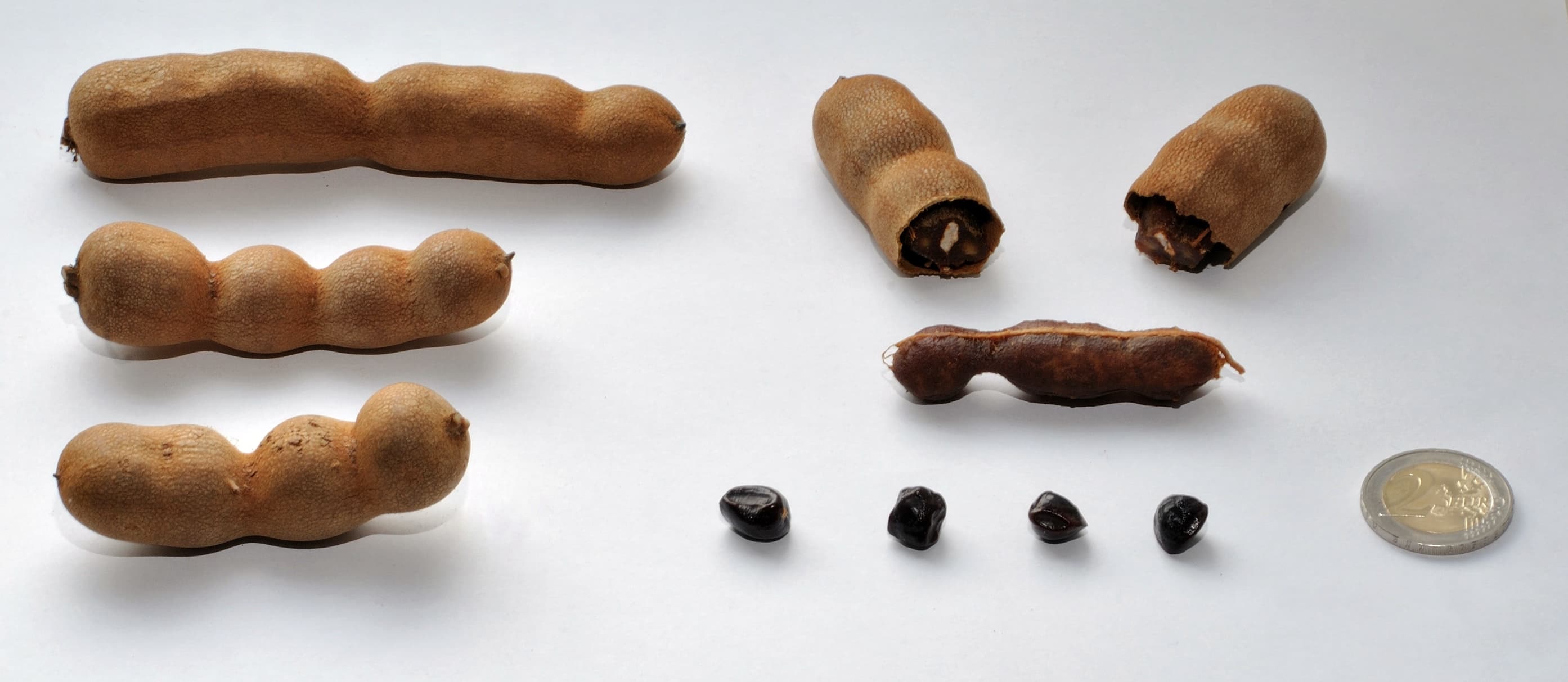 Tamarindus indica Seeds