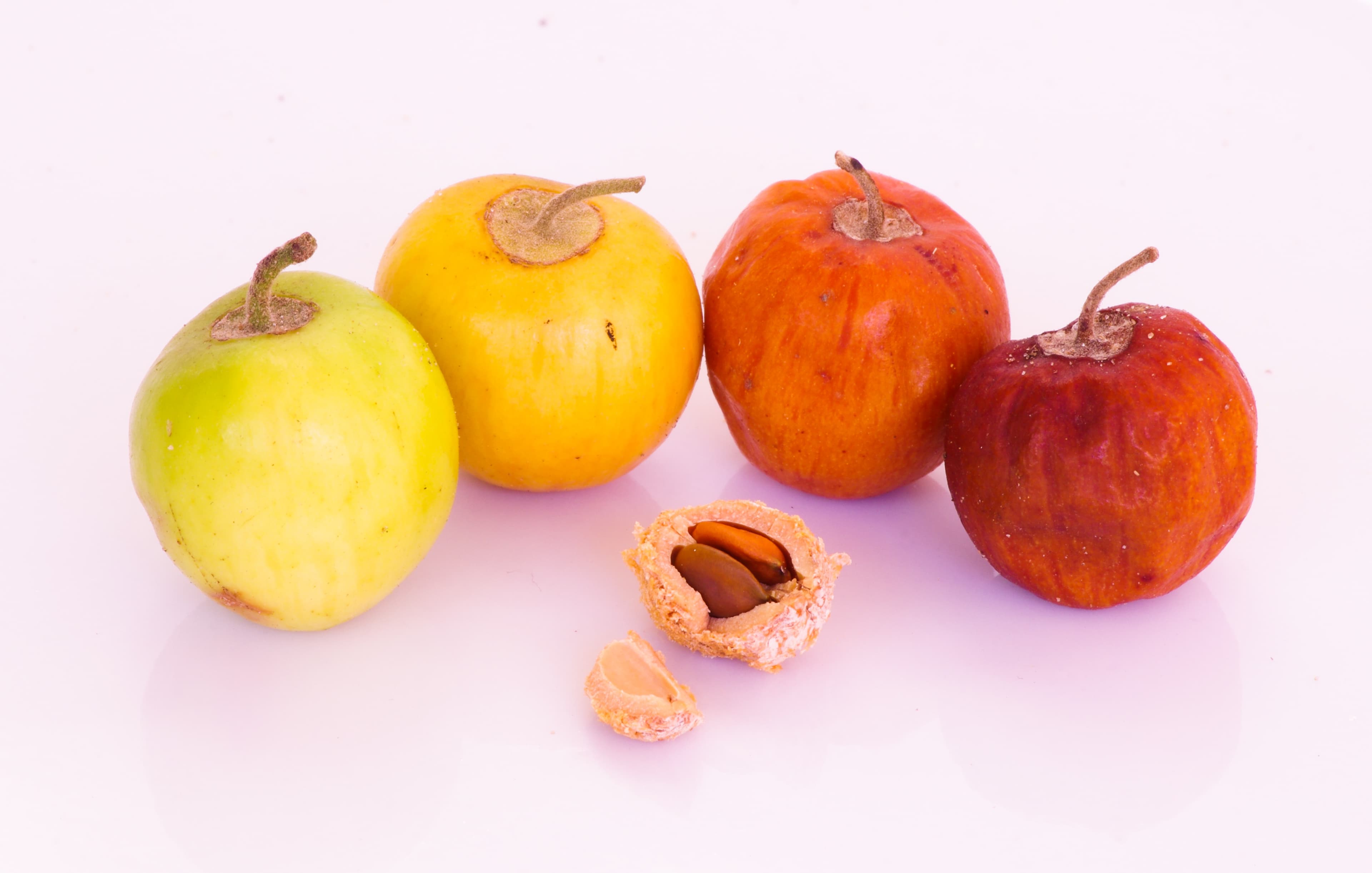 Ziziphus mauritiana Indian Jujube Seeds