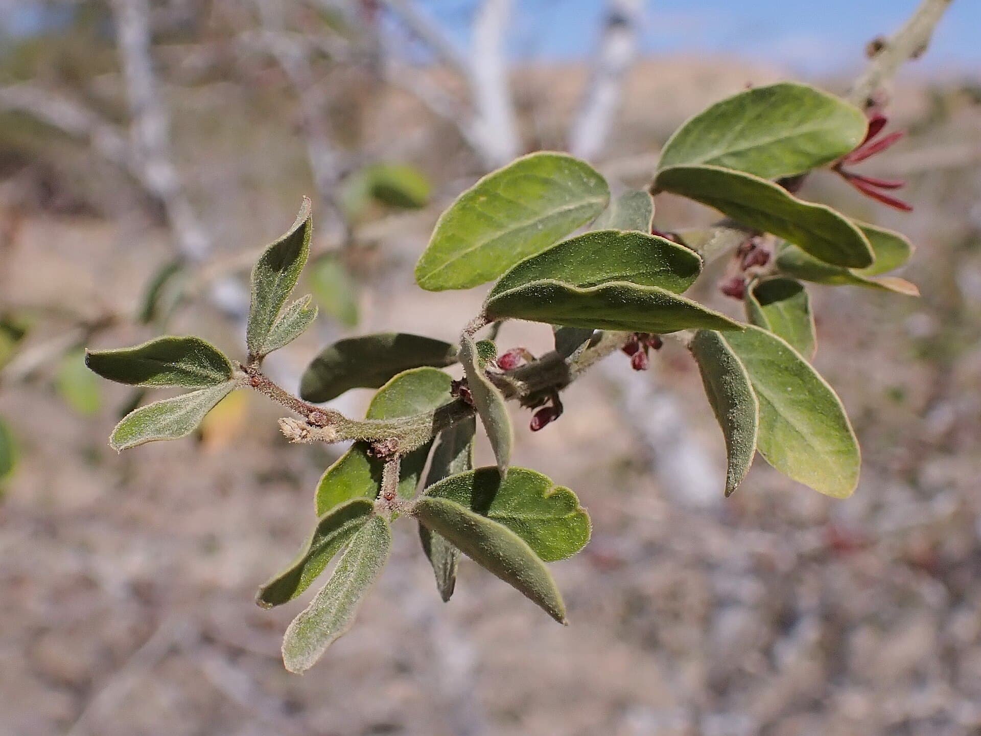 Pithecellobium dulce Manila Tamarind Seeds