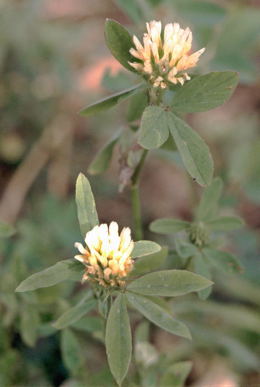 Trifolium alexandrinum Berseem Clover Seeds