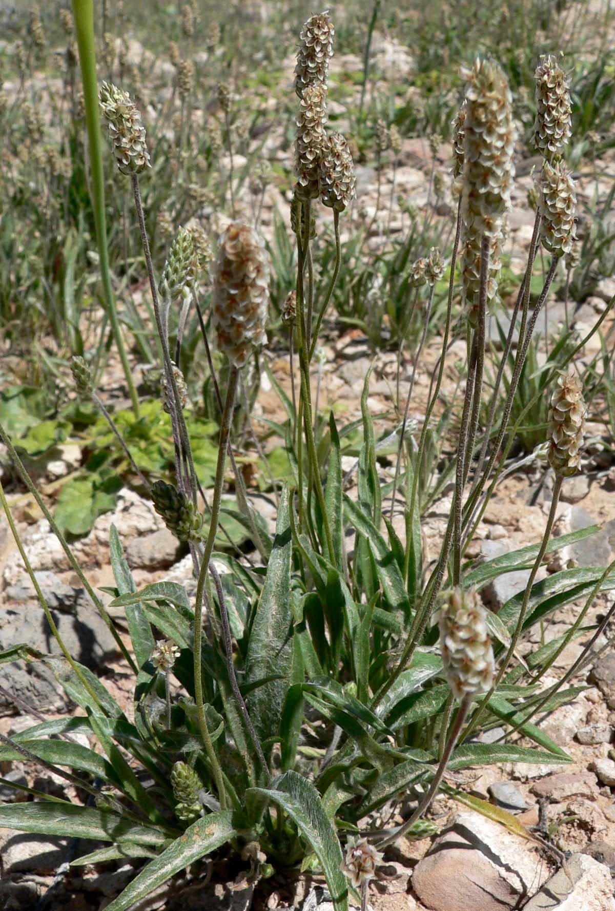 Plantago ovata Psyllium Seeds