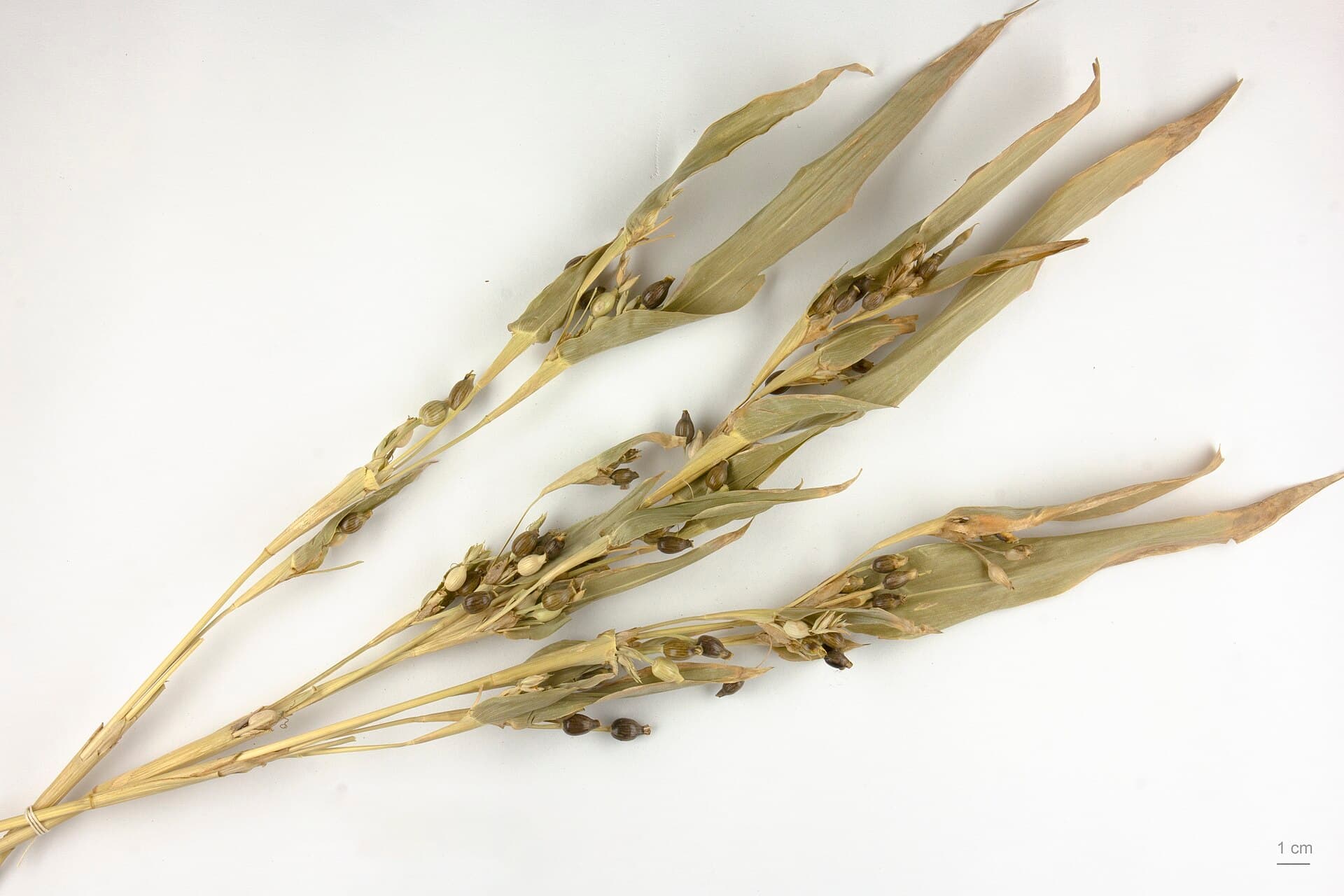 Coix lacryma-jobi Job's Tears Seeds