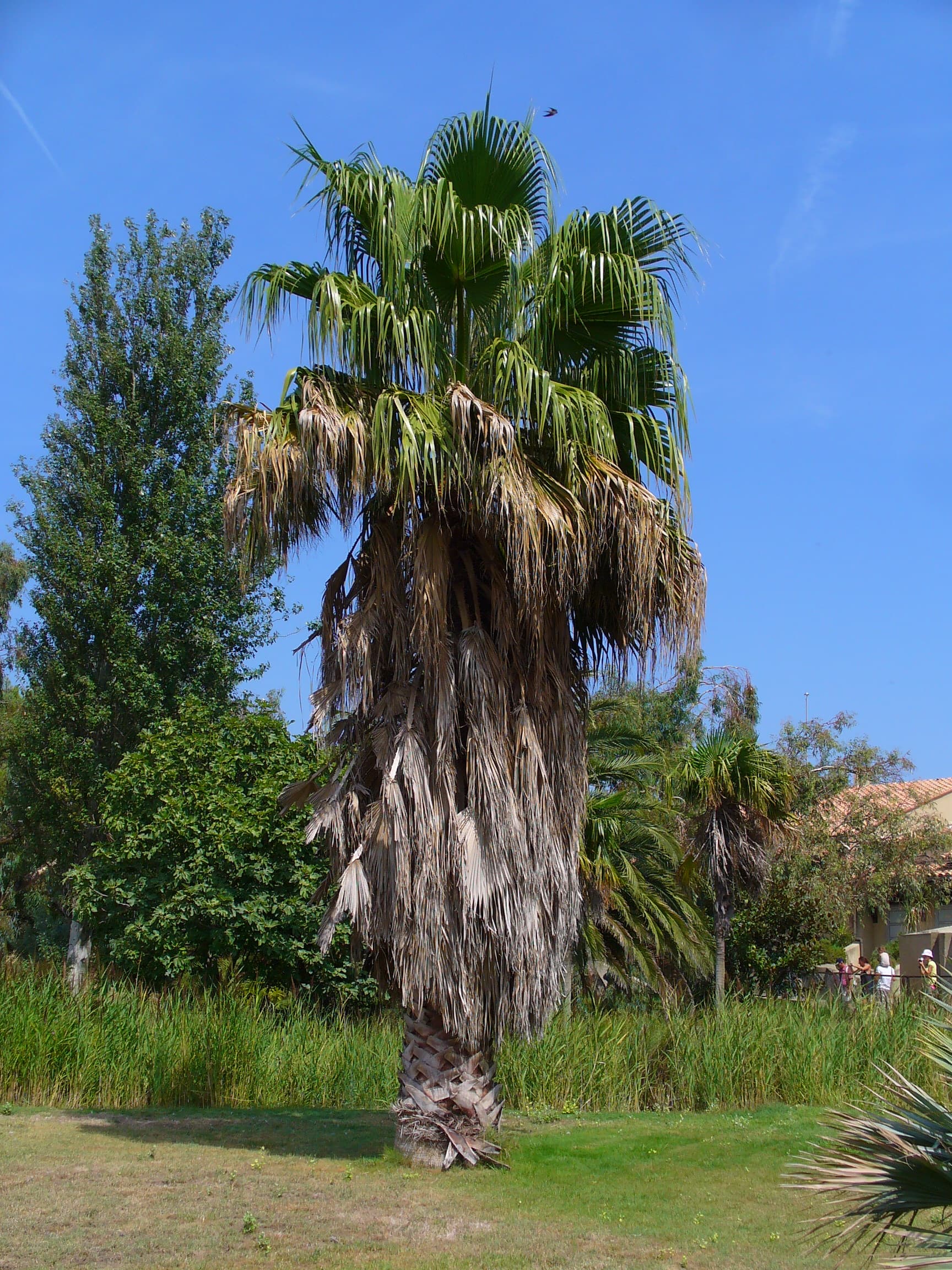 Washingtonia robusta Seeds